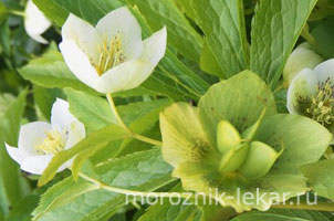 ���������� ����������� ���������