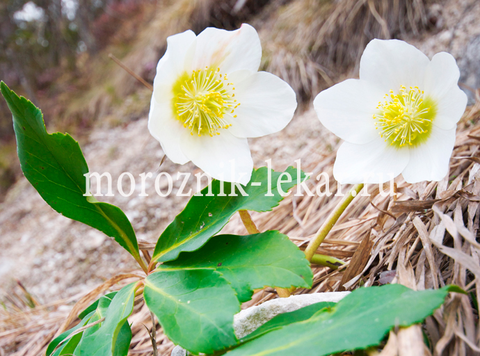 Фото цветов морозника Кавказского