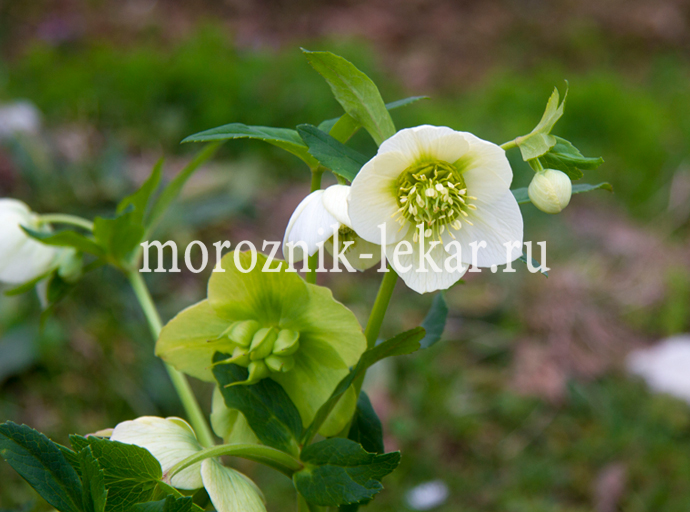 Цветки морозника Кавказского раней весной